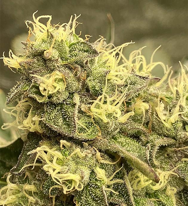 Молочные и янтарные трихомы Vanilla Frosting Подготовка к сбору урожая Vanilla Frosting