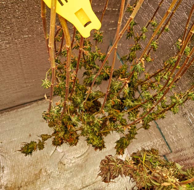 Сбор урожая и впечатления от грова Харвест