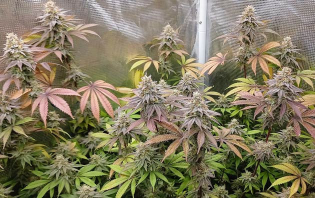 HighCloudZ: розовато-фиолетовые листья HighCloudZ: ягодный аромат перед сбором