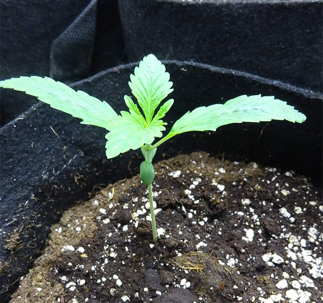 Wedding Cake дневник по выращиванию Индорное выращивание сорта Wedding Cake Auto