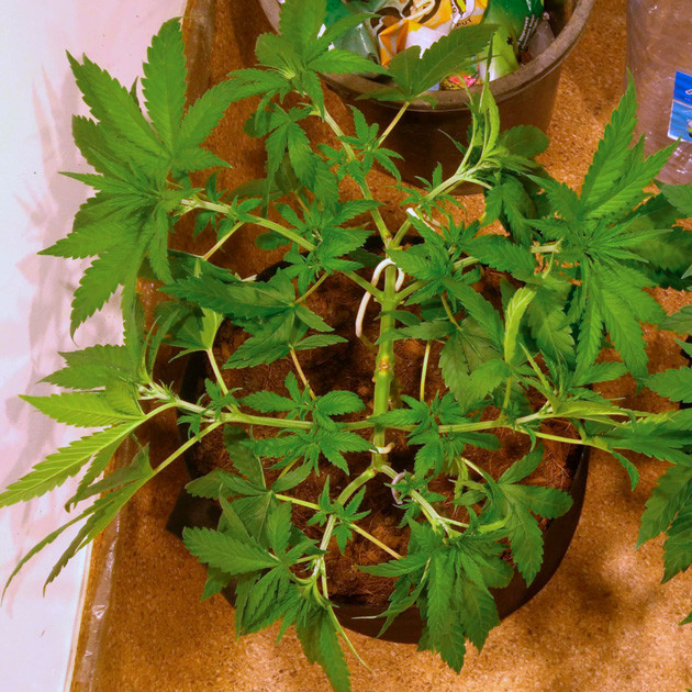 Вытянутые боковые ветви