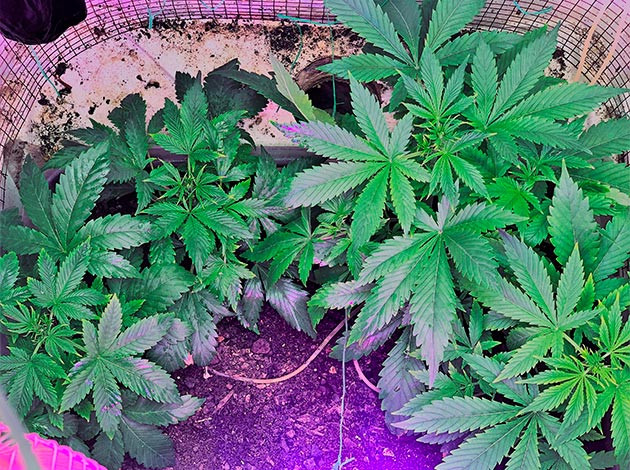 Проблемы с влажностью в гроуруме Кусты конопли на 4 неделе выращивания