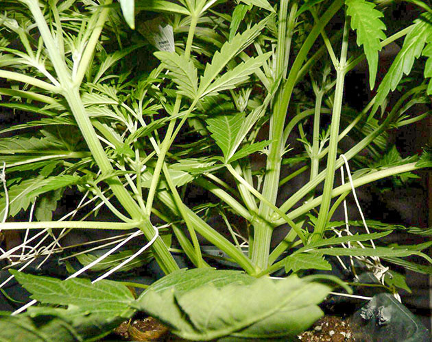 Начало использования удобрений Увеличение числа ветвей после топпинга