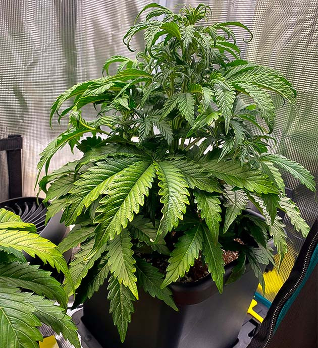 Пятая неделя вегетации Растение со скрученными листьями на верхушке