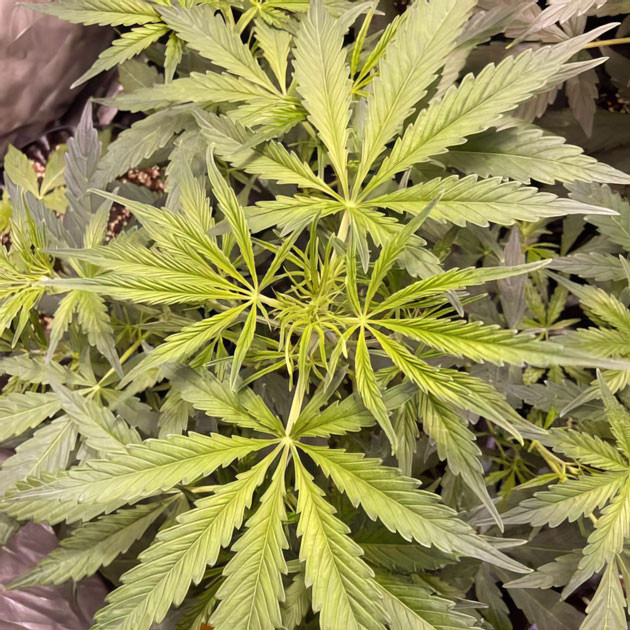 Начало цветения и стрижка крупных листьев Куст Wedding Cake Auto ростом 60 см