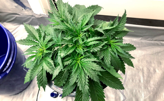 Топпинг на 5 неделе выращивания Куст в конце пятой недели