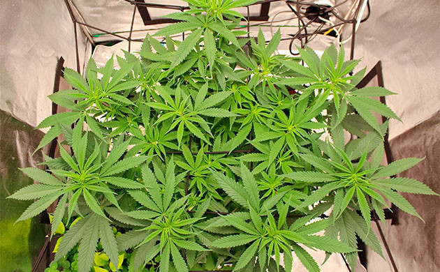 Перевод на цветение куста Sugar Bomb Punch Стимуляция цветения куста Sugar Bomb Punch