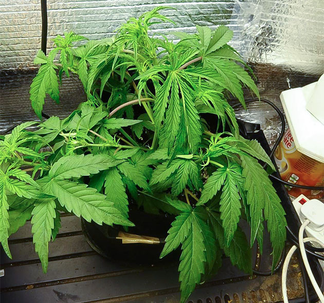 Стимуляция цветения сорта Wedding Cake Auto Начало цветения Wedding Cake Auto