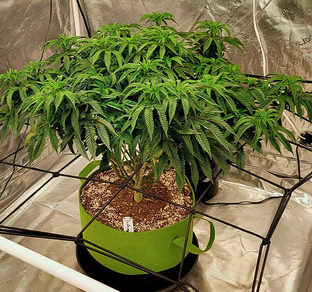 Перевод растения на стадию цветения Куст «Меренги» высотой 70 см