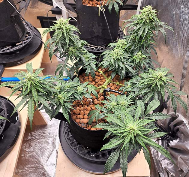 Развитие кустов на 7 неделе Куст на 7 неделе выращивания