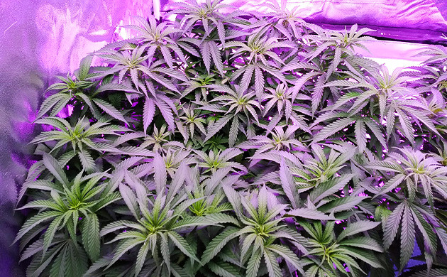 Седьмая неделя вегетации Куст на 7 неделе выращивания