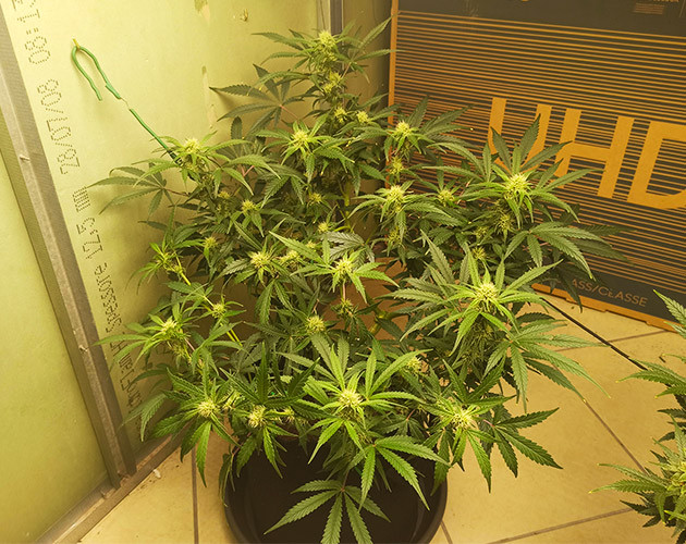 Остановка роста куста марихуаны Соцветия конопли с белыми волосками