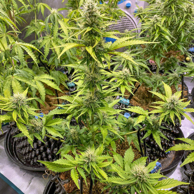 Стадия активного цветения Большие соцветия на кусте