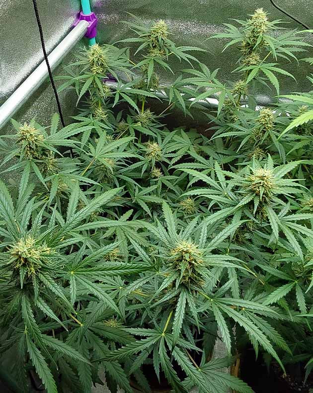 Выращивание сорта марихуаны Mimosa Cake Auto выращивание Mimosa Cake Auto