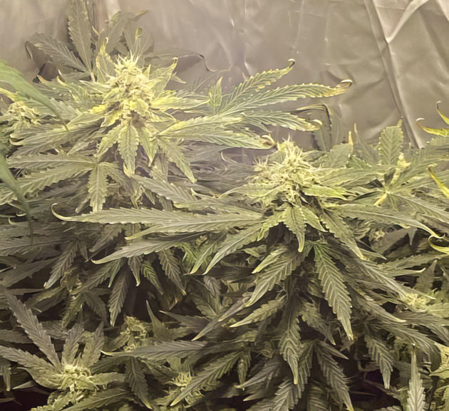 Добавление препарата для выведения лишних веществ и улучшения вкуса Куст Wedding Cake Auto в гроубоксе