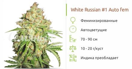 Сорт конопли Autoflowering White Russian 1 Autoflowering White Russian 1 fem (Serious Seeds)