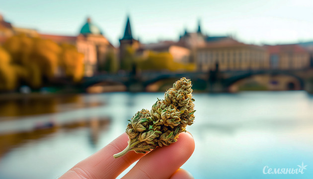 Чехия легализует каннабис и кратом с 2025 года Новые законы о каннабисе в Чехии: что изменится