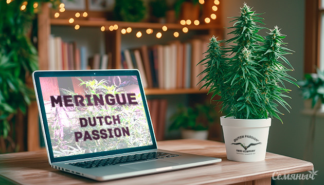 Гроурепорт по выращиванию конопли сорта Meringue Выращивание сорта конопли Meringue