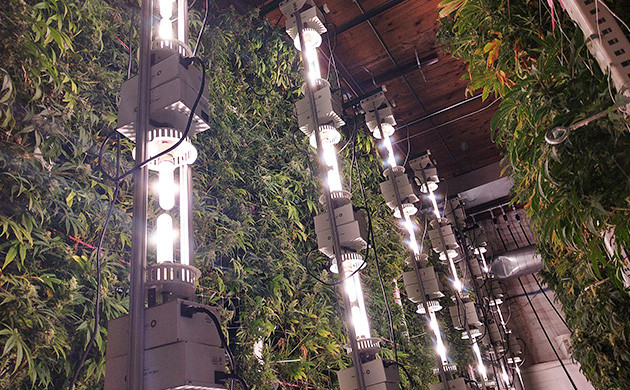 Метод вертикального выращивания Колонна Кусты конопли растущие вдоль стены