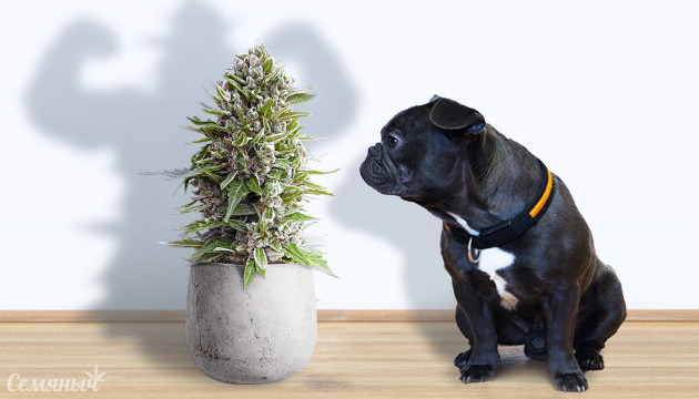 Невысокие и убойные сорта конопли Невысокие сорта конопли