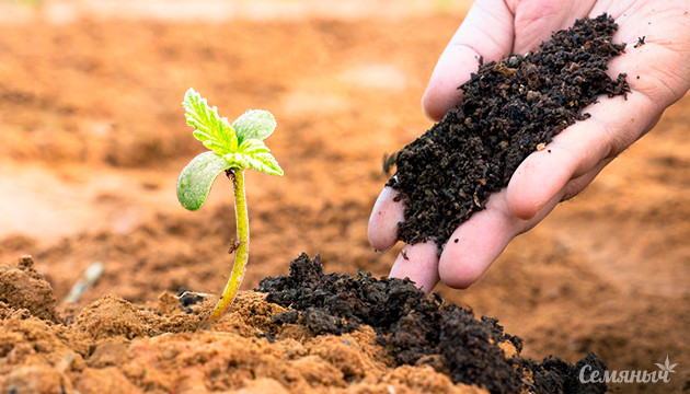 Органические удобрения для каннабиса Улучшение урожайности с помощью органики