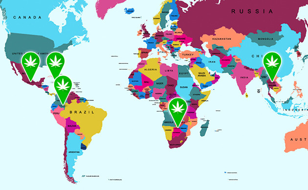 Где растет чистая сатива Происхождение сативных сортов