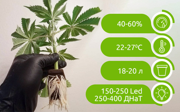 Условия выращивания Gorilla Glue в индоре Показатели влажности, температуры и света для закрытого грунта