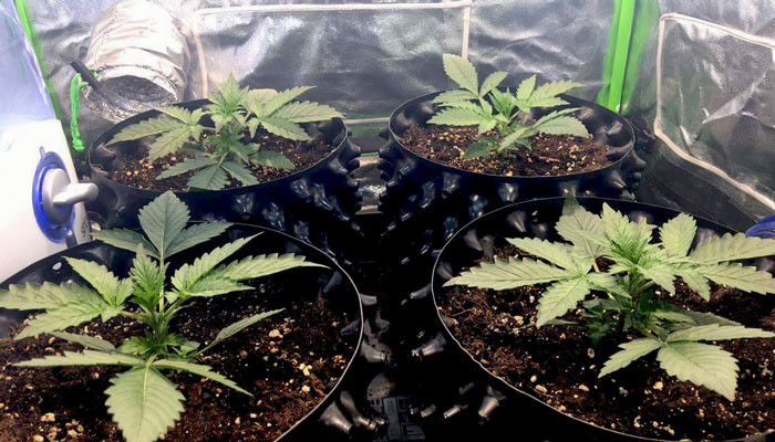 2 неделя выращивания 10 день выращивания Jack 47 Auto