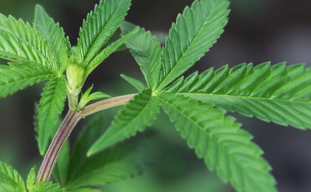 Подготовка экспланта каннабиса для культуры тканей