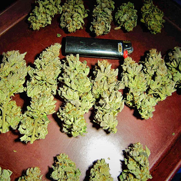 Итоги выращивания конопли DDoS #33 Харвест и сушка соцветий DDoS #33