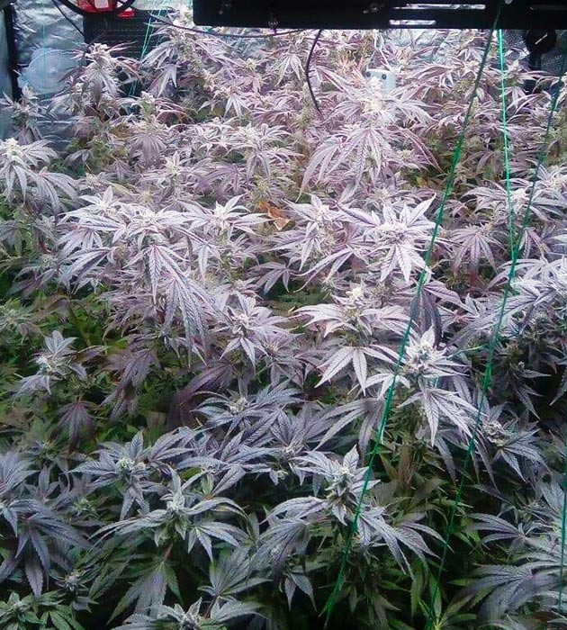 Цветение на 13 неделе роста Фиолетовые растения конопли в гроутенте