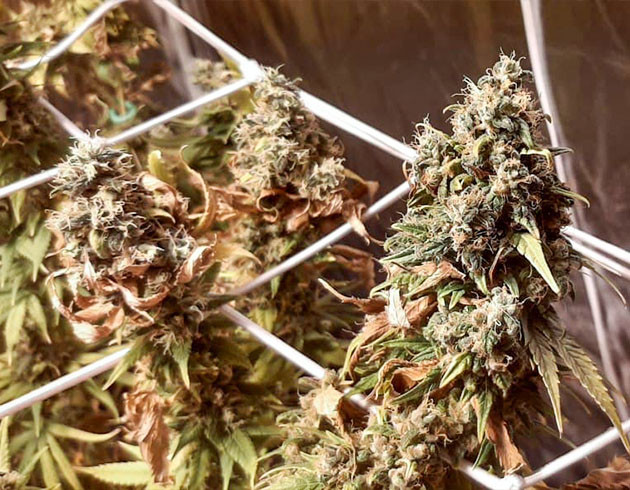 Соцветия перед харвестом Цветущие колы над сеткой ScrOG