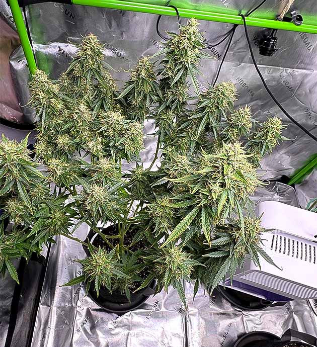 Завершающая промывка Gelato Auto Состояние растения перед харвестом