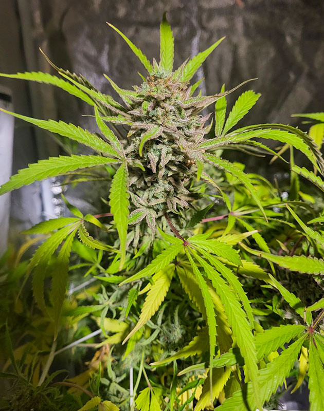 Исчезновение плесени у конопли 13 и 14 неделя роста Cap Junky