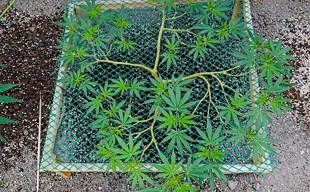 Формирование кроны каннабиса для оптимального освещения и роста Каннабис активно растёт во время вегетации