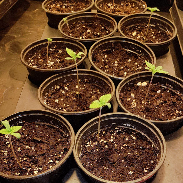 Проклюнувшиеся ростки Горшки с ростками