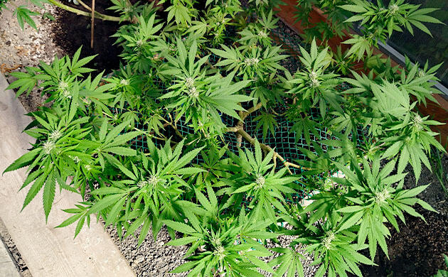 Контроль цветения каннабиса с оценкой урожайности Наблюдение за развитием каннабиса в теплице