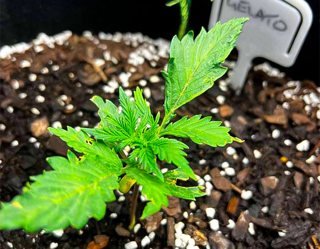 Травмирование ростка Росток Gelato от Blimburn Seeds на 1 неделе
