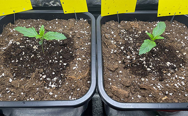 Возвращение грибных комариков: Проблемы на стадии вегетации Борьба с вредителями на стадии вегетации