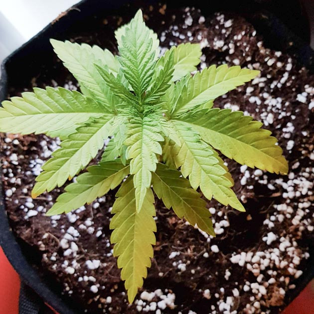 Добавление кальция и магния для Scout Cookies Auto Увеличение удобрений и полив Scout Cookies Auto