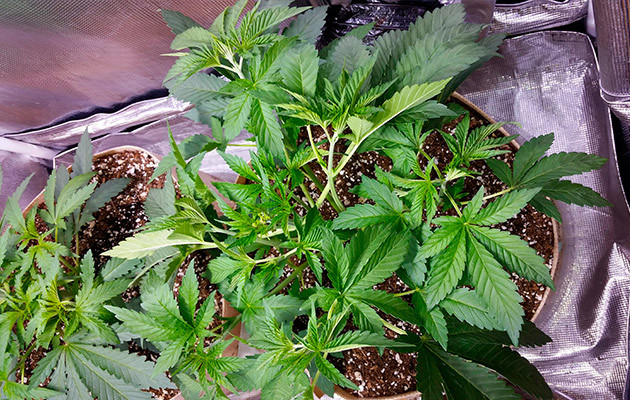 Использование FIM обрезки Куст после фим обрезки