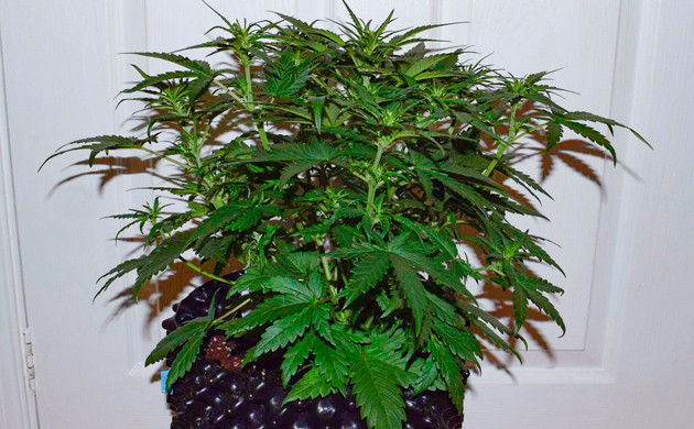 Завершение вегетативного периода Рост 33 см