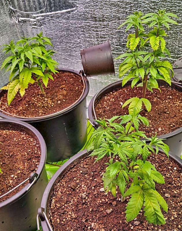 2 неделя роста марихуаны Пожелтевшие листья каннабиса