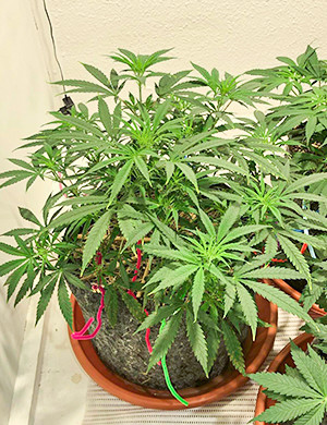 Смена светового режима Появление новых пятен