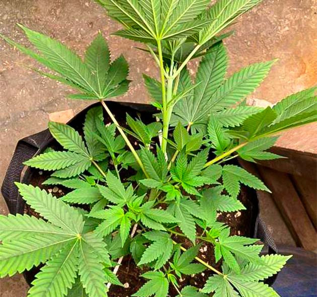 Northern Lights готовится к финальной стадии Конопля на 6 неделе роста
