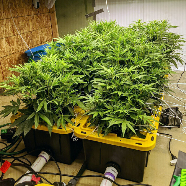 Развитие кустов конопли Girl Scout Cookies auto fem