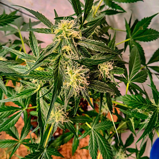 Куст Grandmommy Purple Auto на фазе цветения