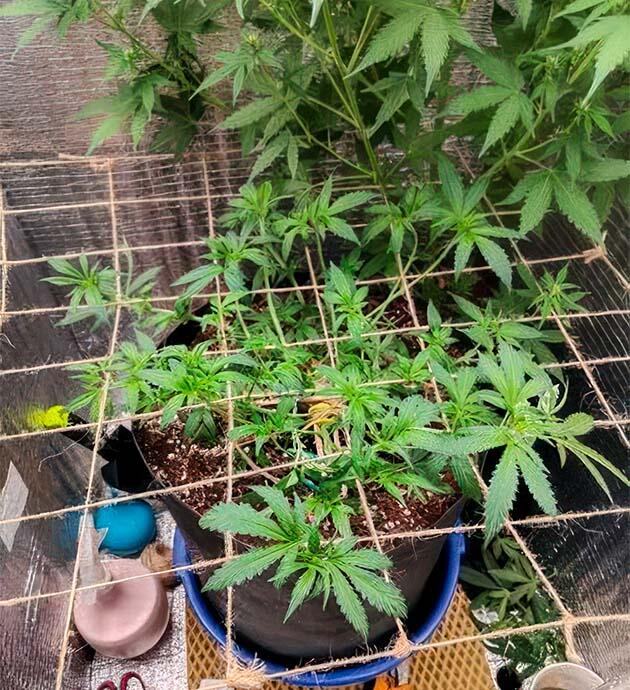 Причины замедленного роста Куст Astral от сидбанка Семяныч на 7-8 неделе выращивания