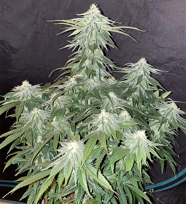 Gorilla Glue #4 на цветении Начало цветения Gorilla Glue #4