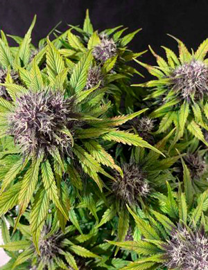 Дефицит магния Желтый окрас листьев от дефицита магния